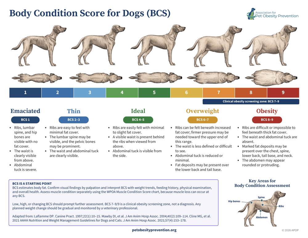 APOP 2026 simplified dog body condition score guide for clients