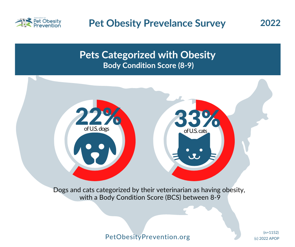 Coronavirus Leads to Rise In Pet Obesity - Dogtopia