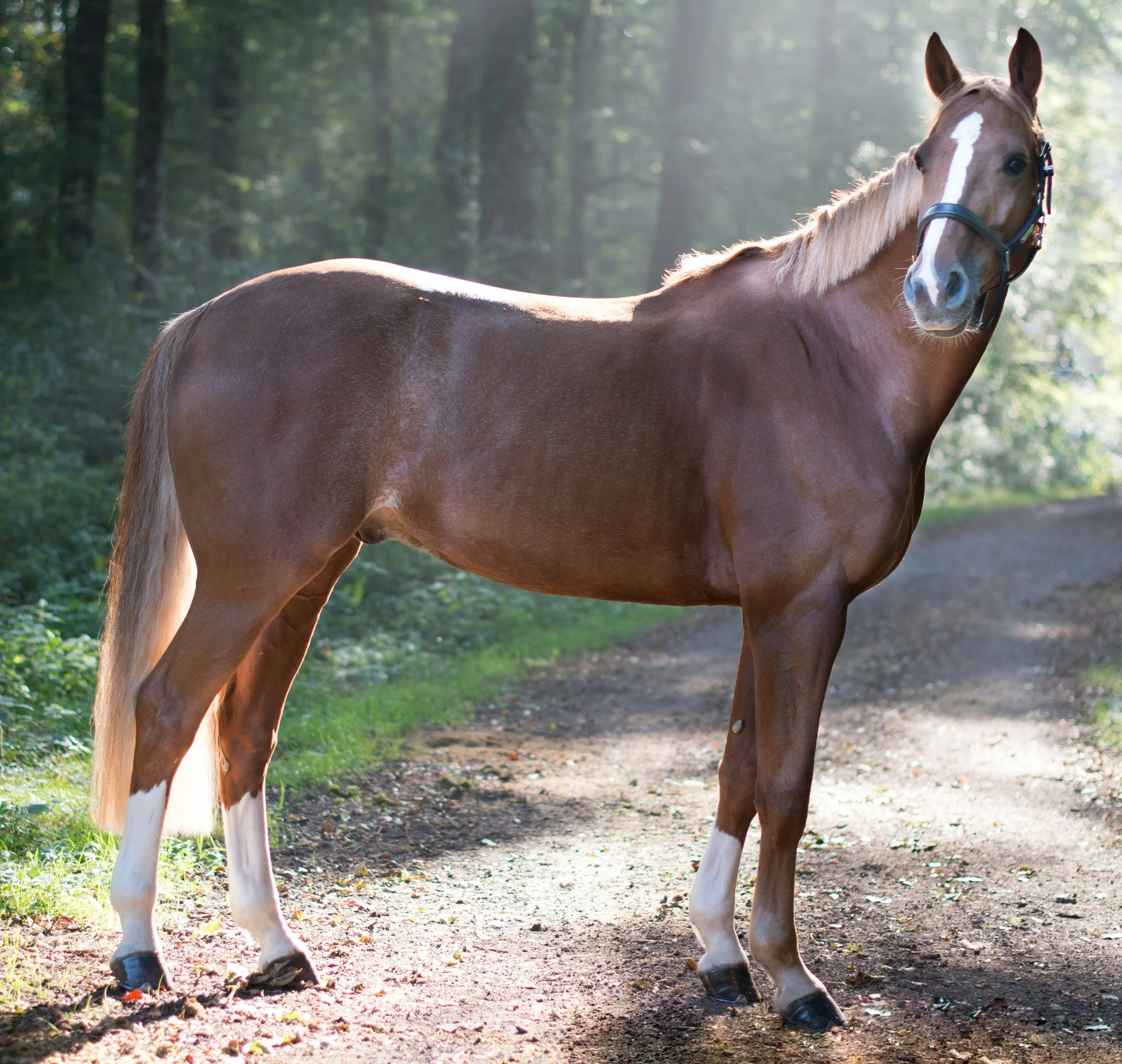 Chestnut horse standing on a wooded path
