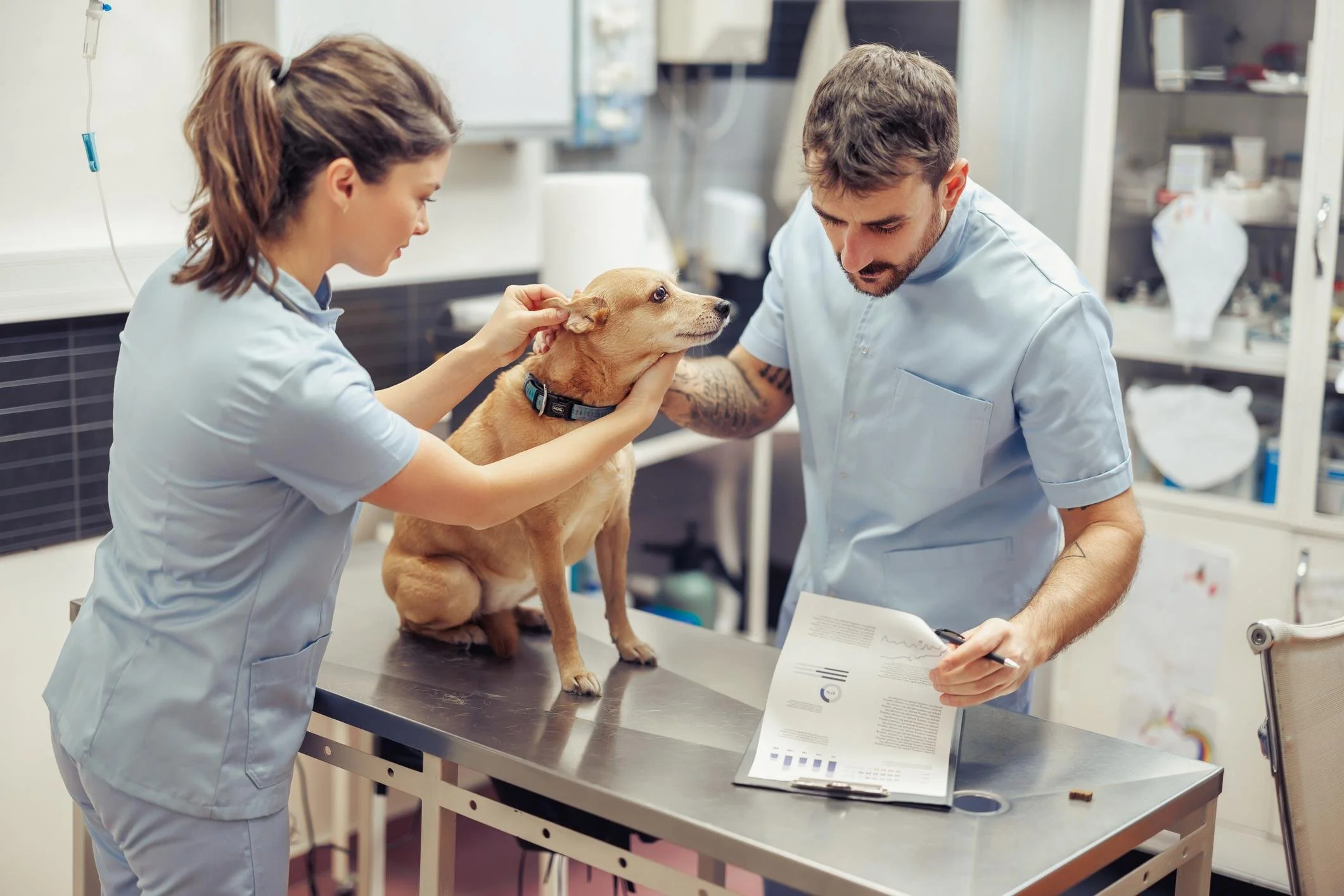 APOP December Update: GLP-1 Research in Pets and the 2025 Obesity Survey