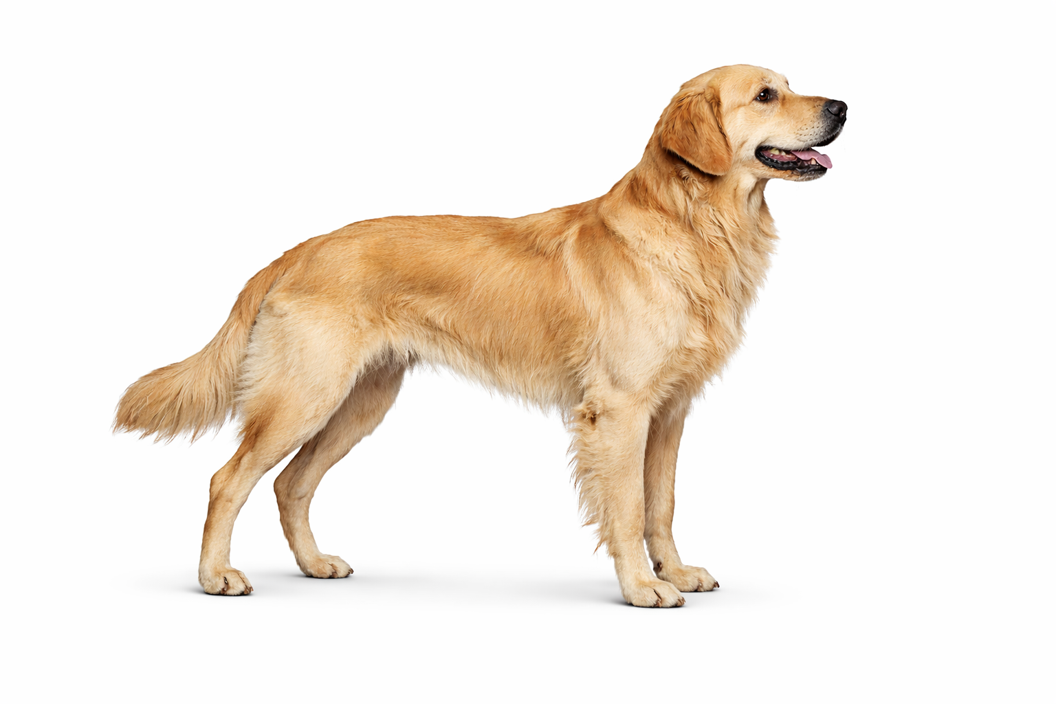 Golden retriever dog standing on white background