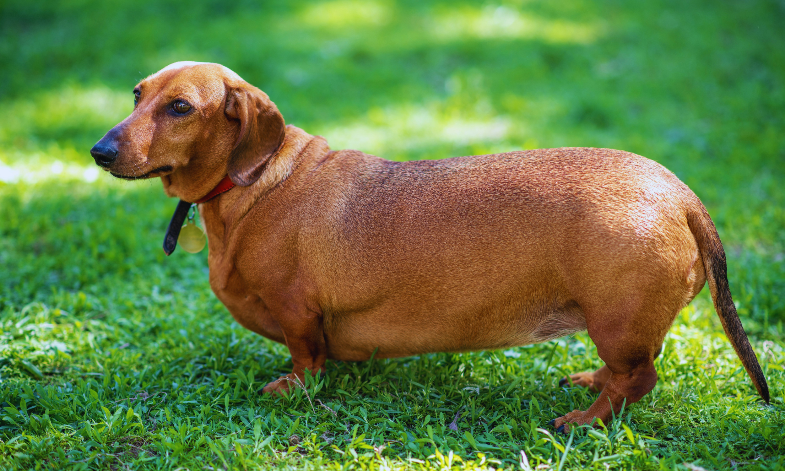 Pet Body Condition Scoring — Association for Pet Obesity Prevention