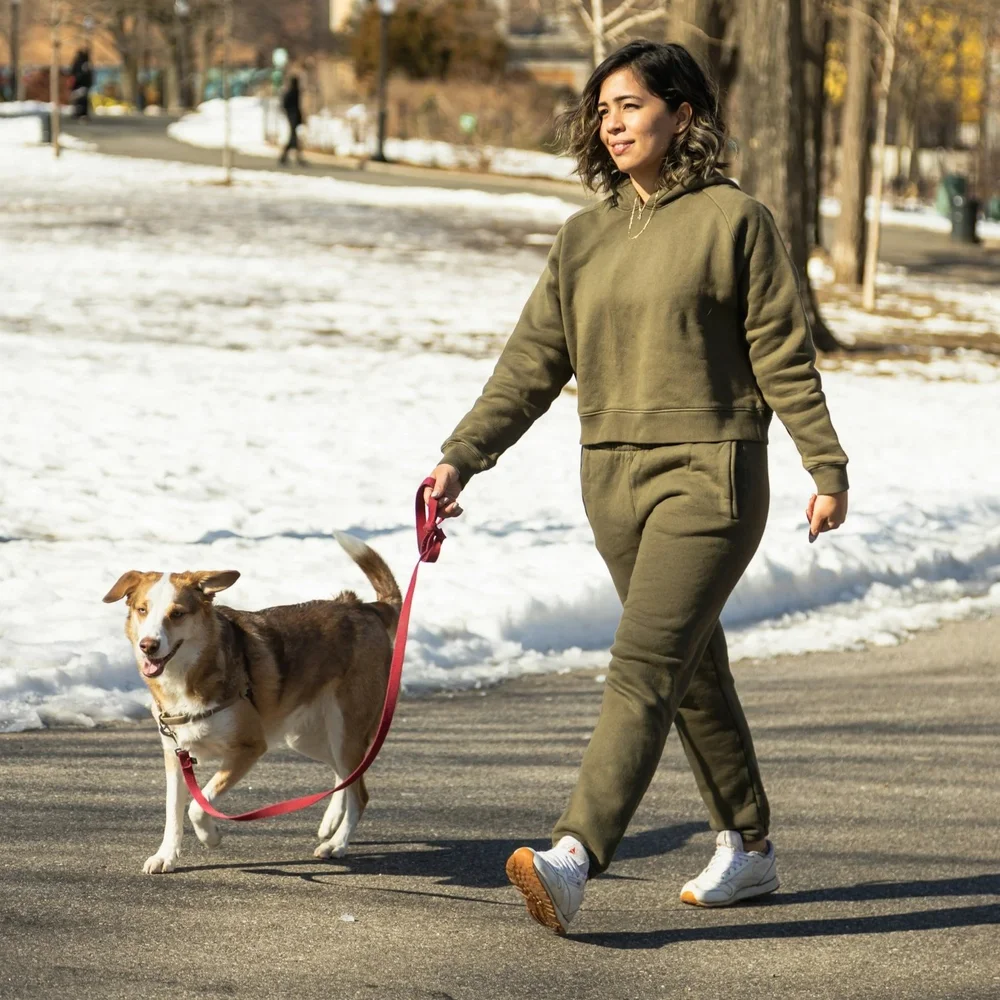 A dog resting beside its owner after a walk