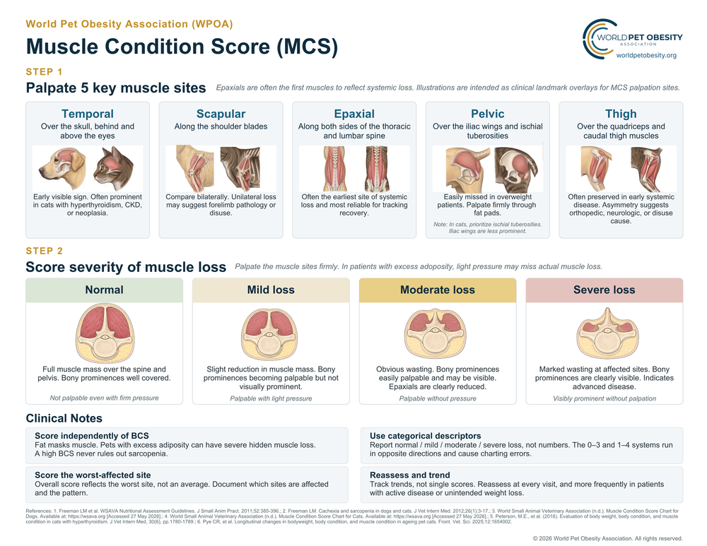 Muscle condition score chart showing palpation sites and scoring categories for dogs and cats