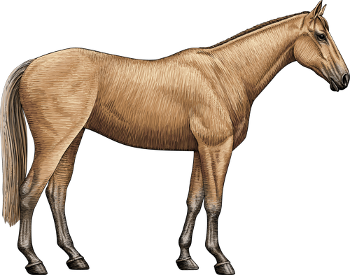 Horse body condition score chart