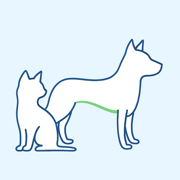 Side-view illustrations of a cat and dog showing a gentle upward abdominal tuck