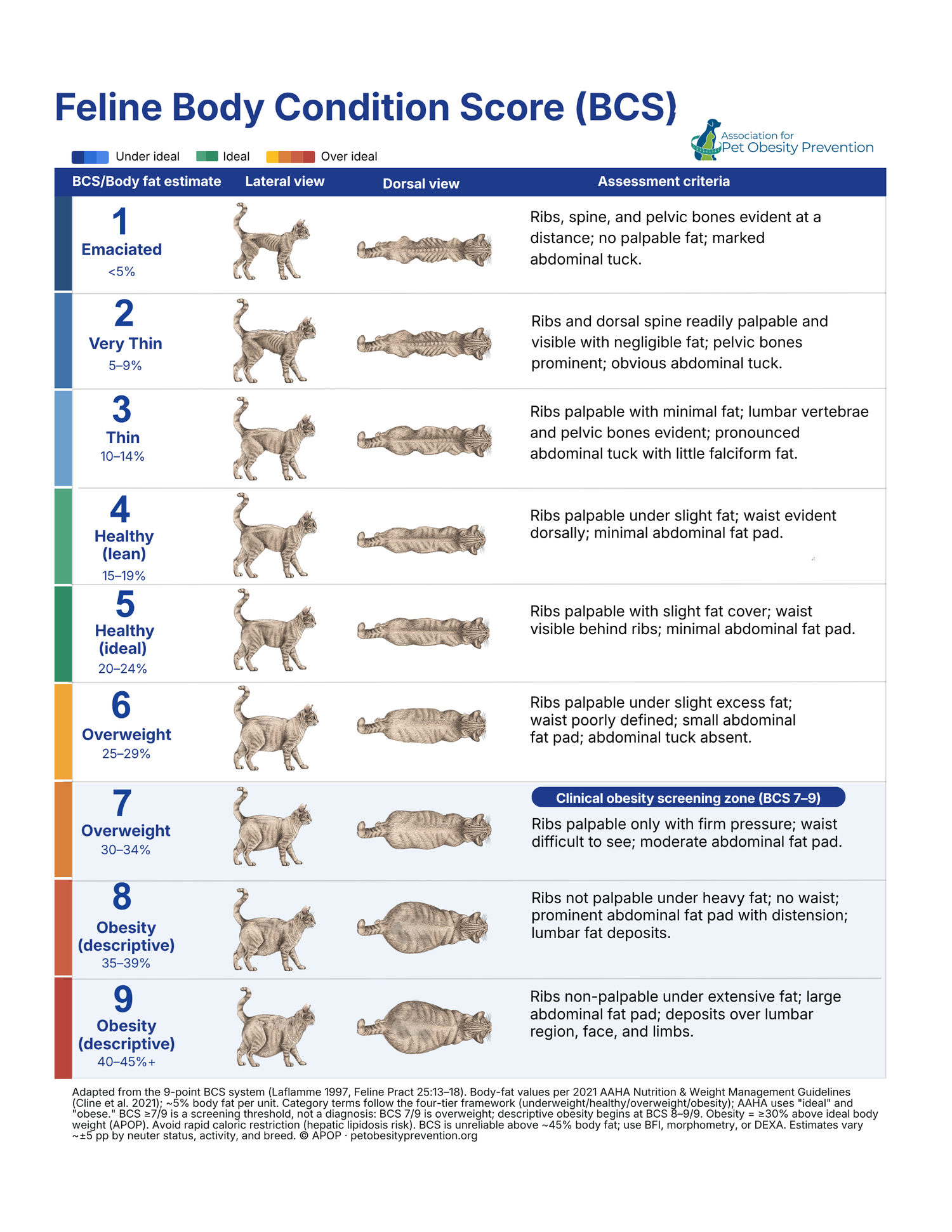 Body Condition Score (BCS) Charts for Dogs, Cats, Rabbits & Horses ...