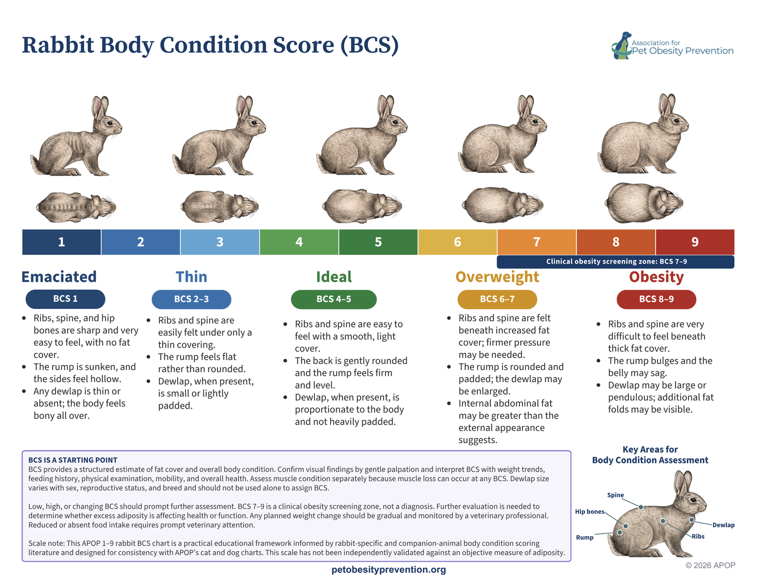 Rabbit Body Condition Score chart showing scores 1 through 9, grouped from emaciated through thin, ideal, overweight, and obesity