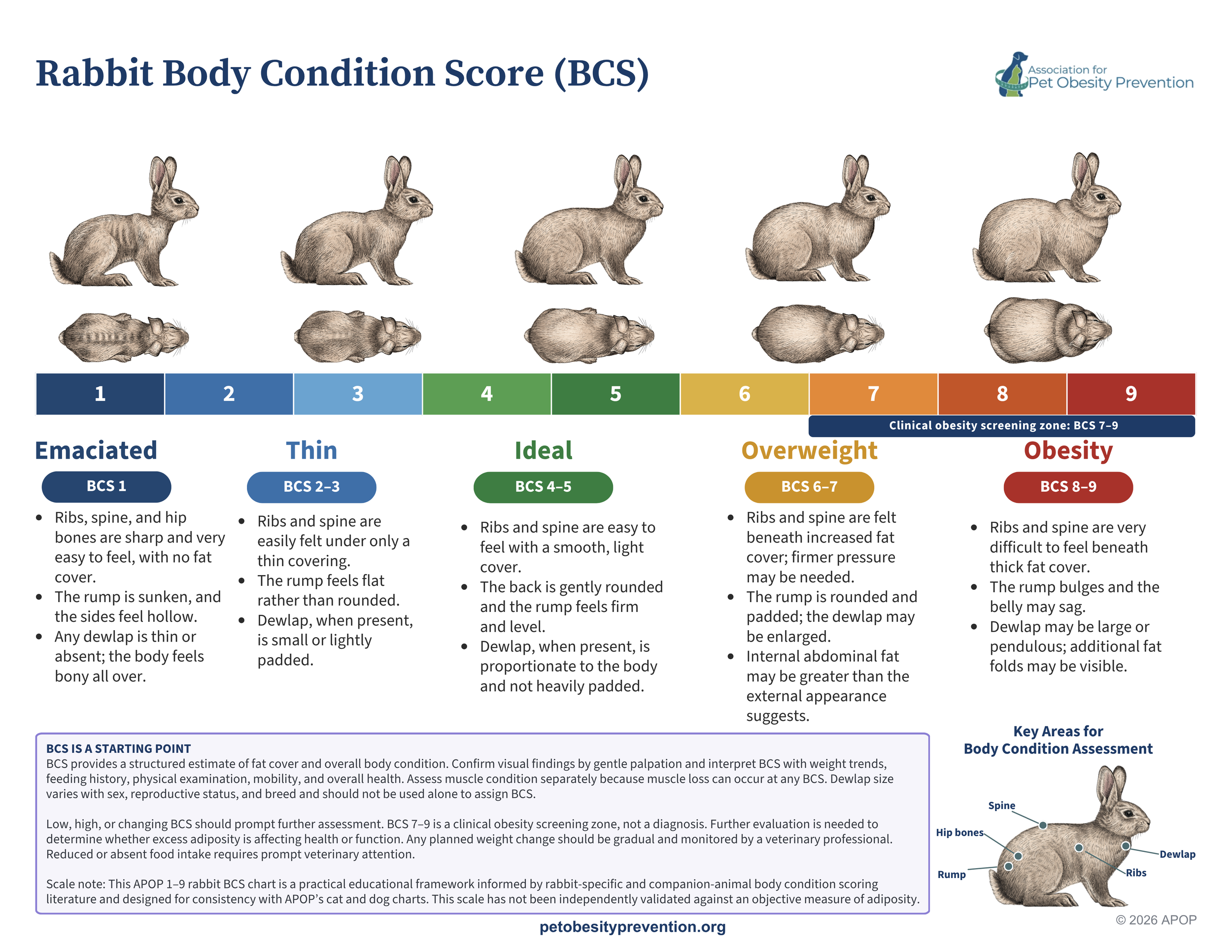 Rabbit Body Condition Scoring | Assess Your Rabbit’s Weight | APOP