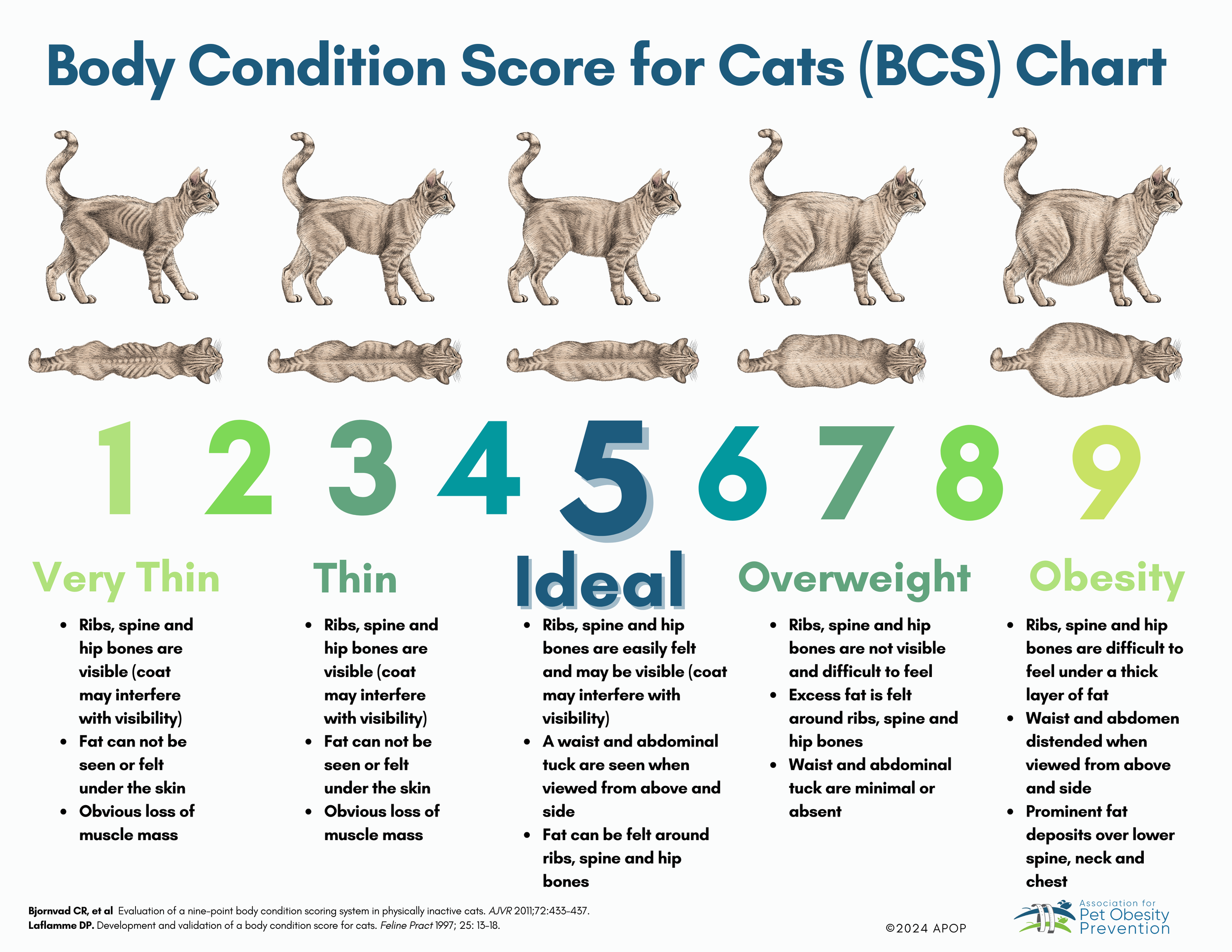 Cat Body Condition Scoring | Assess Your Cat's Weight ...