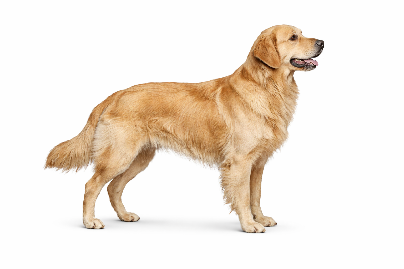 A Golden Retriever dog standing on a white background, facing to the right with its tongue slightly out.
