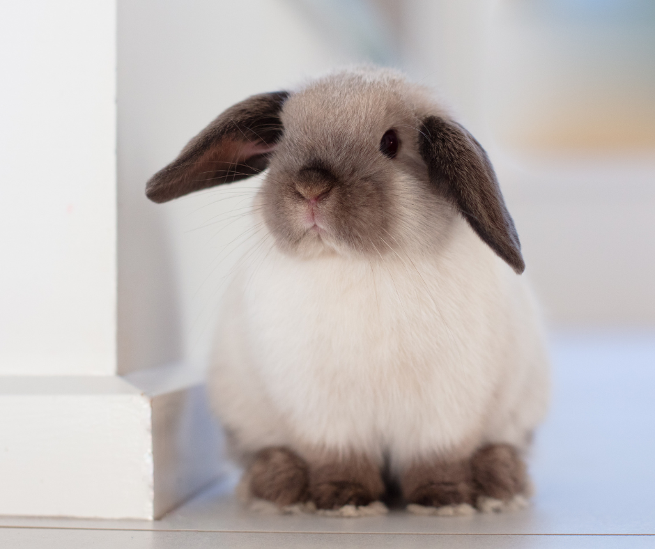 Bcs Animal Rabbit Rabbit Body Condition Scoring | Assess Your Rabbit’s Weight ...