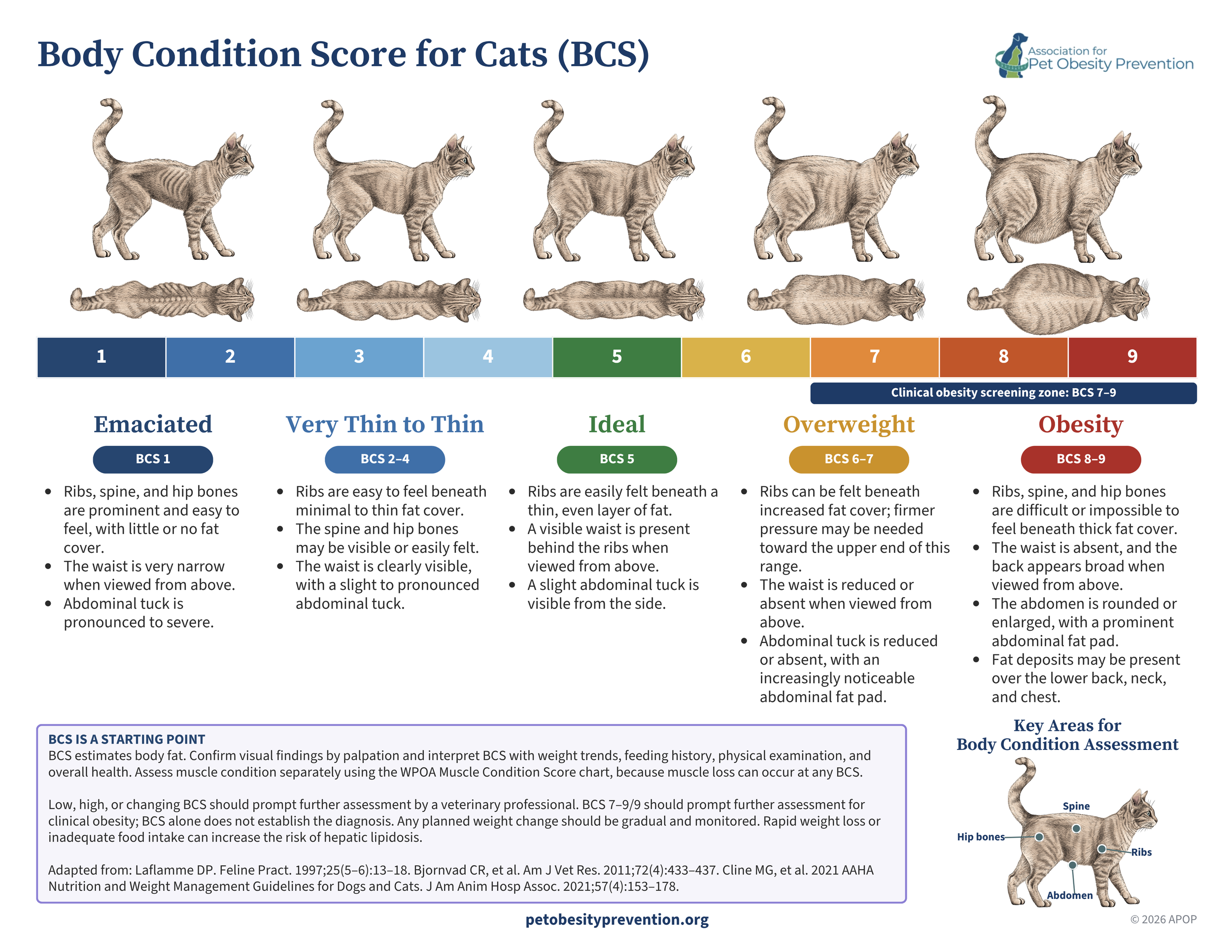 A poster displaying the Body Condition Score (BCS) for cats, with images of a cat in various body conditions from emaciated to obese, each labeled with a number from 1 to 9. The poster includes a color-coded scale and notes for clinical assessment, with some text explaining each body condition and a small image of a cat in the bottom right corner.