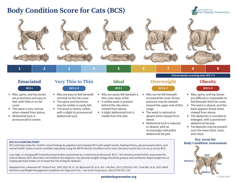 APOP 2026 simplified cat body condition score guide for clients