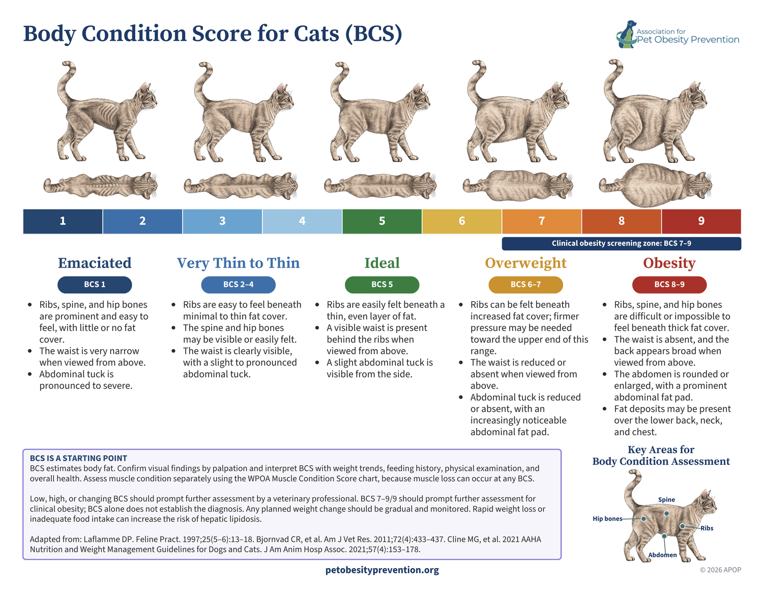 APOP 2026 quick visual cat body condition score guide