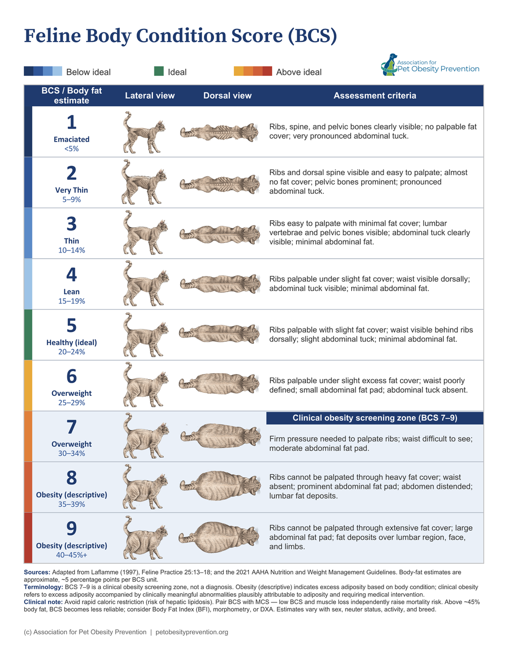 Cat full clinical body condition chart