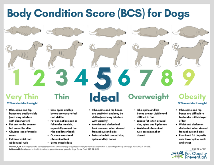 How Many Calories Should A Dog Eat In A Day