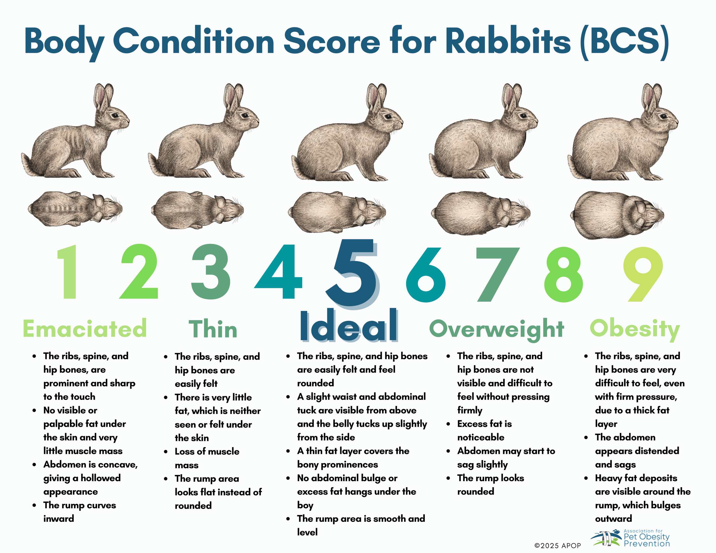 https://images.squarespace-cdn.com/content/v1/6425ec5d33eaaa634113b2d4/a770a933-72bd-44a4-bbbc-3e611b30e7d0/Rabbit%2BBody%2BCondition%2BScore%2BChart%2B1-9.png