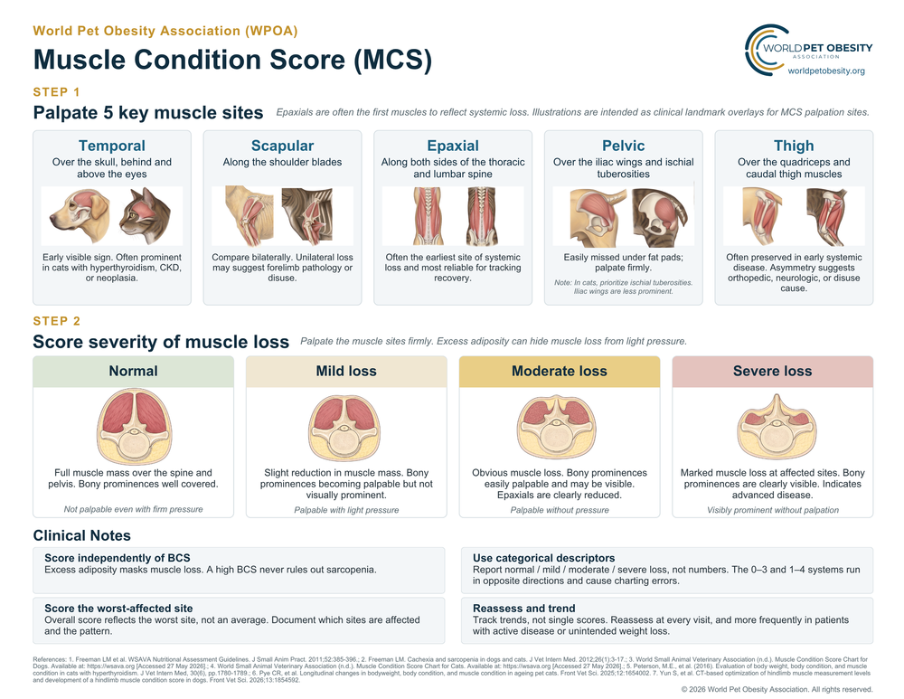 Muscle condition score chart showing palpation sites and scoring categories for dogs and cats