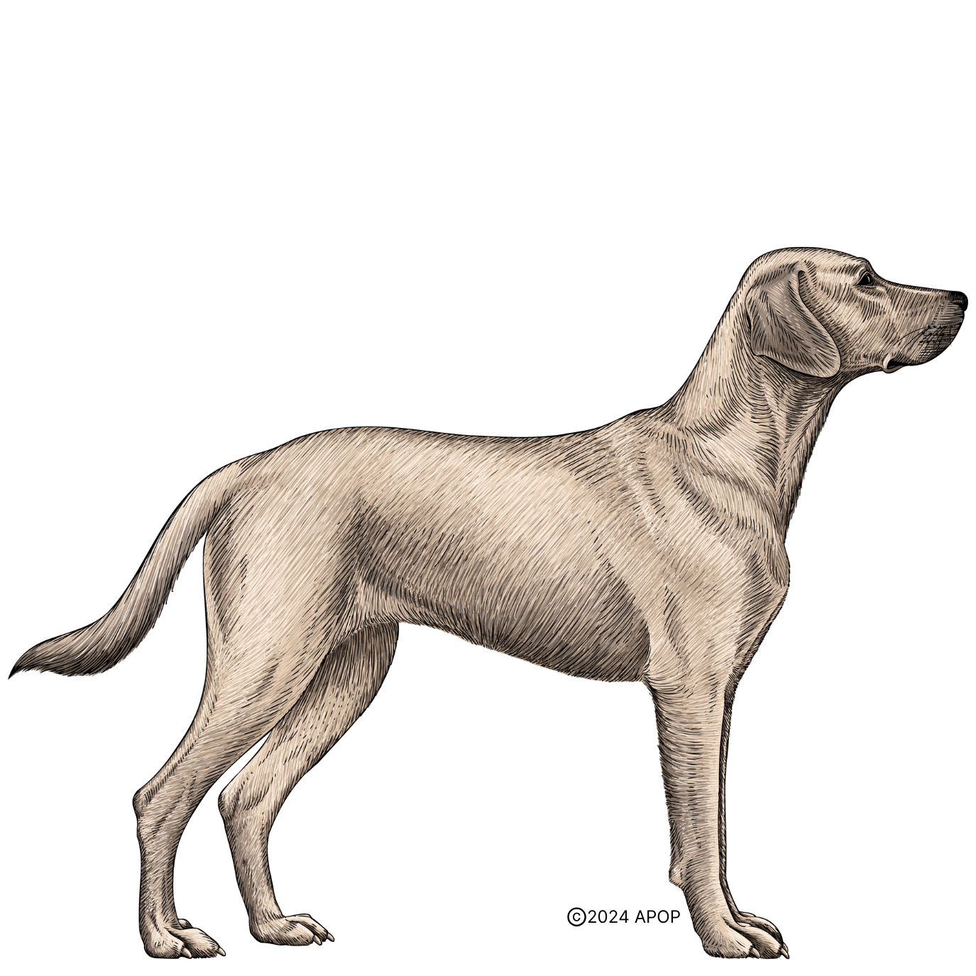 Dog5.png