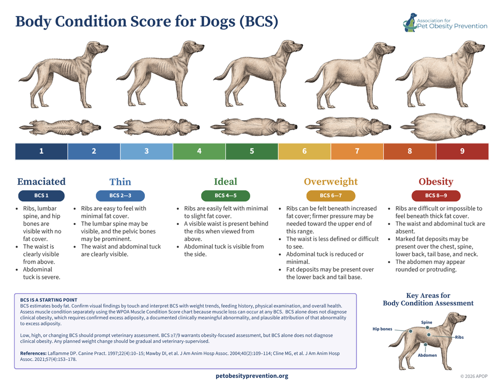 APOP 2026 simplified dog body condition score guide for clients