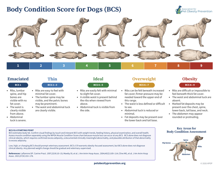 Dog Body Condition Score preview