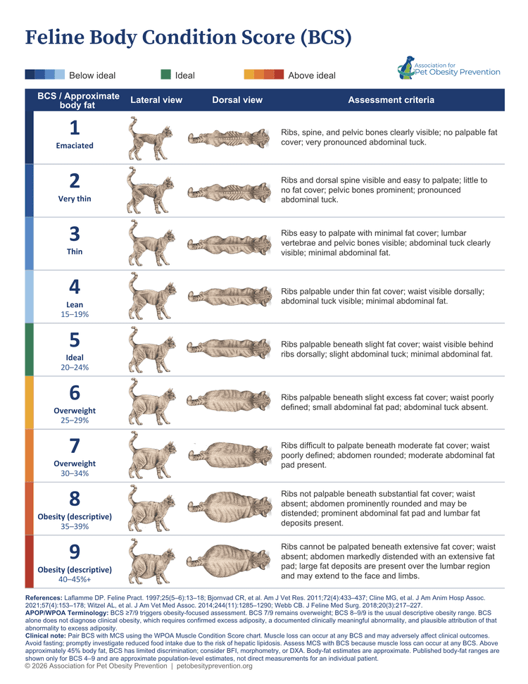 Cat clinical BCS chart