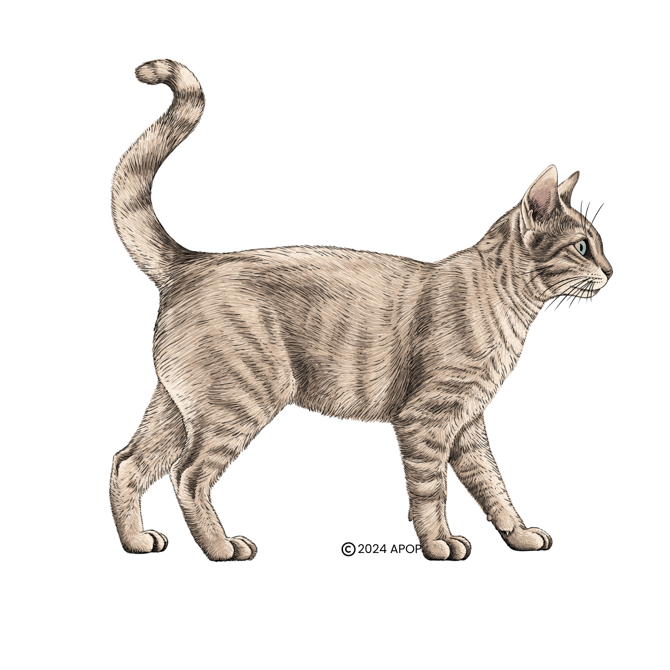 Illustration of a gray tabby cat with blue eyes walking and looking forward.