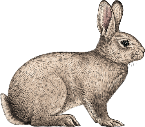 Rabbit body condition score chart