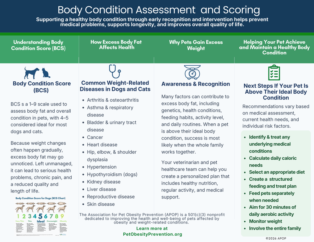 Body condition score client handout preview