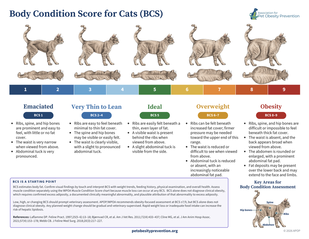APOP 2026 simplified cat body condition score guide for clients