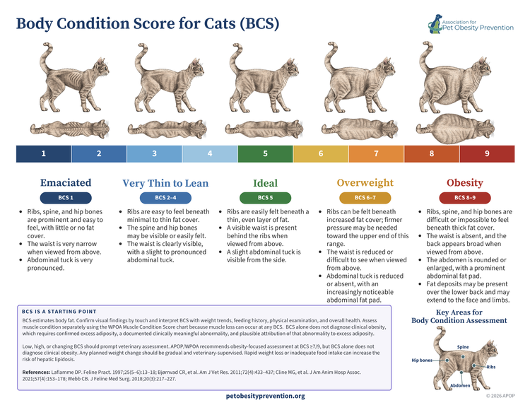 Cat Body Condition Score preview