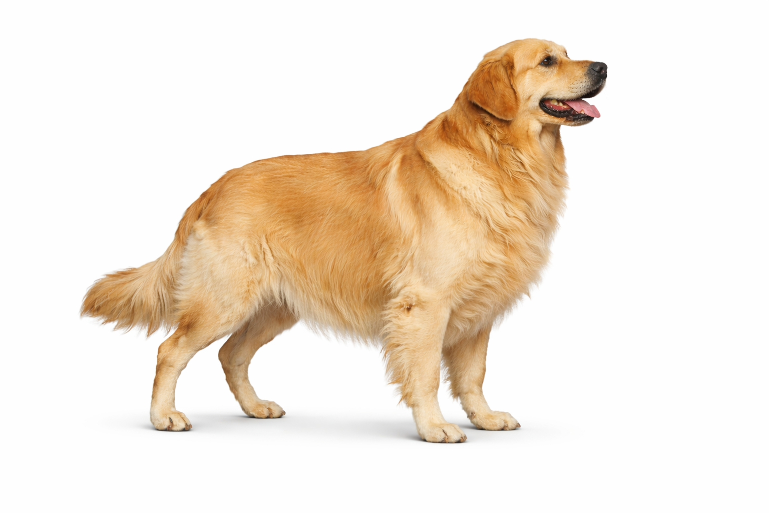 Golden retriever standing on a white background, facing right with its tongue out.