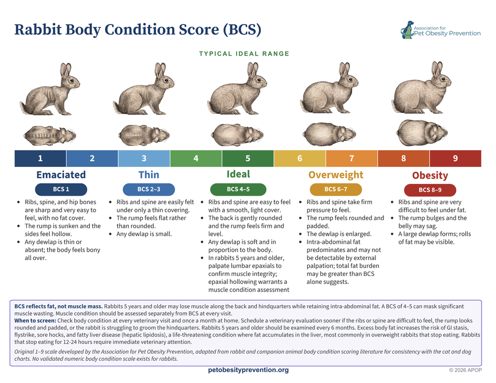 Rabbit body condition score chart