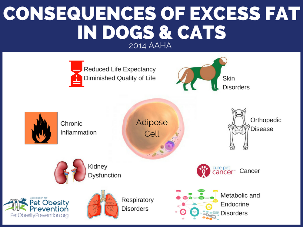 CONSEQUENCES+OF+EXCESS+FAT+IN+DOGS+&+CATS+(1).png