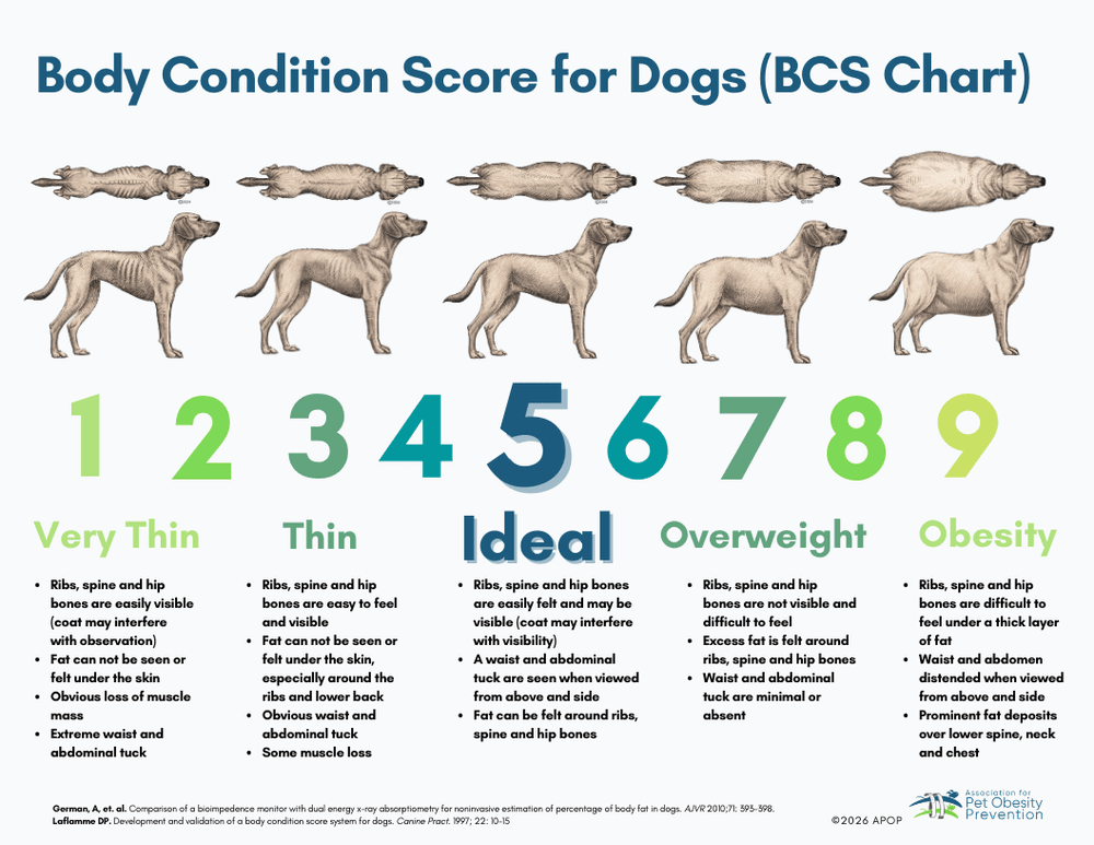 Dog simplified body condition score guide