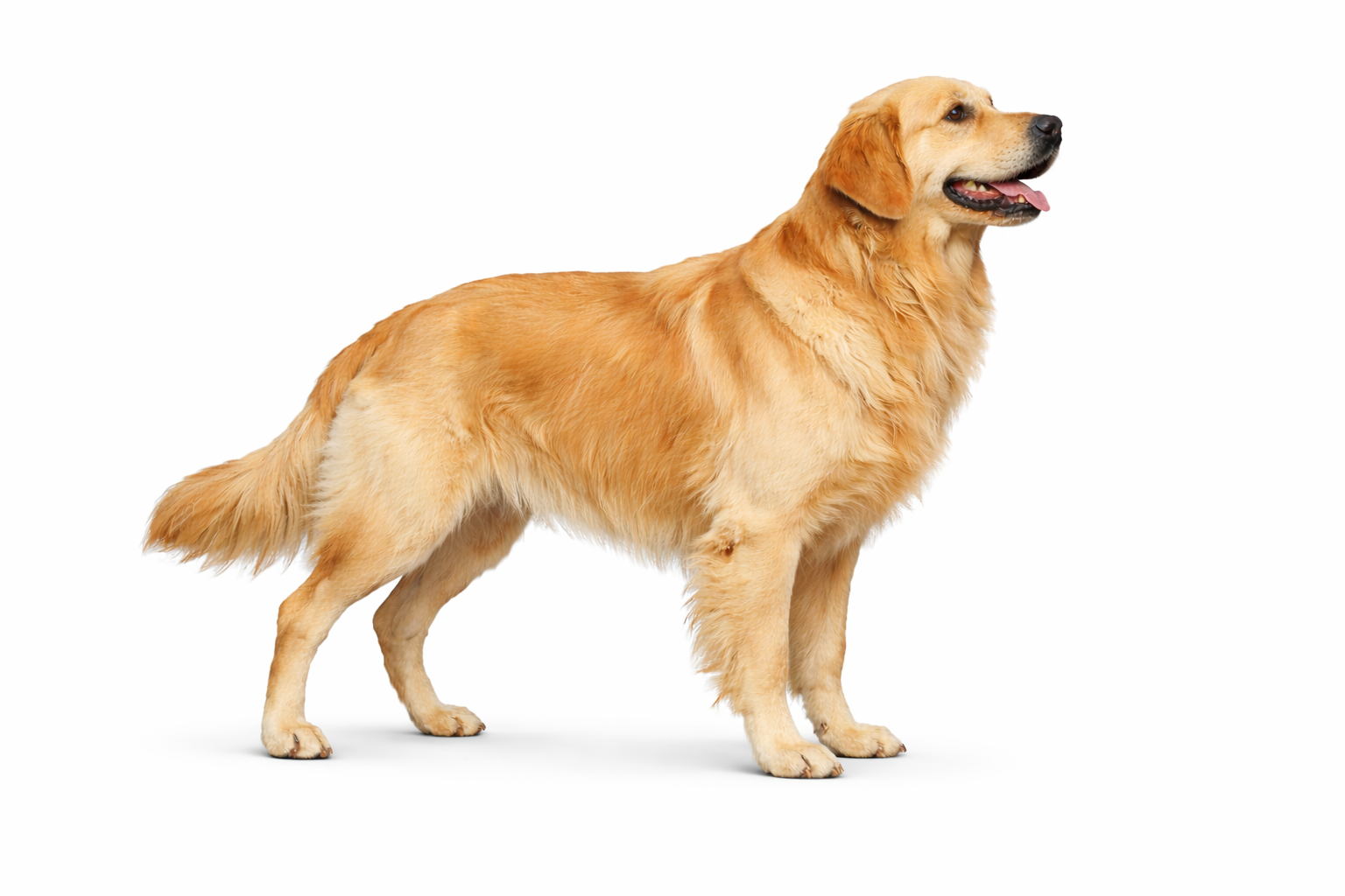 A golden retriever dog standing on a white background, facing to the right, with its tongue slightly out.