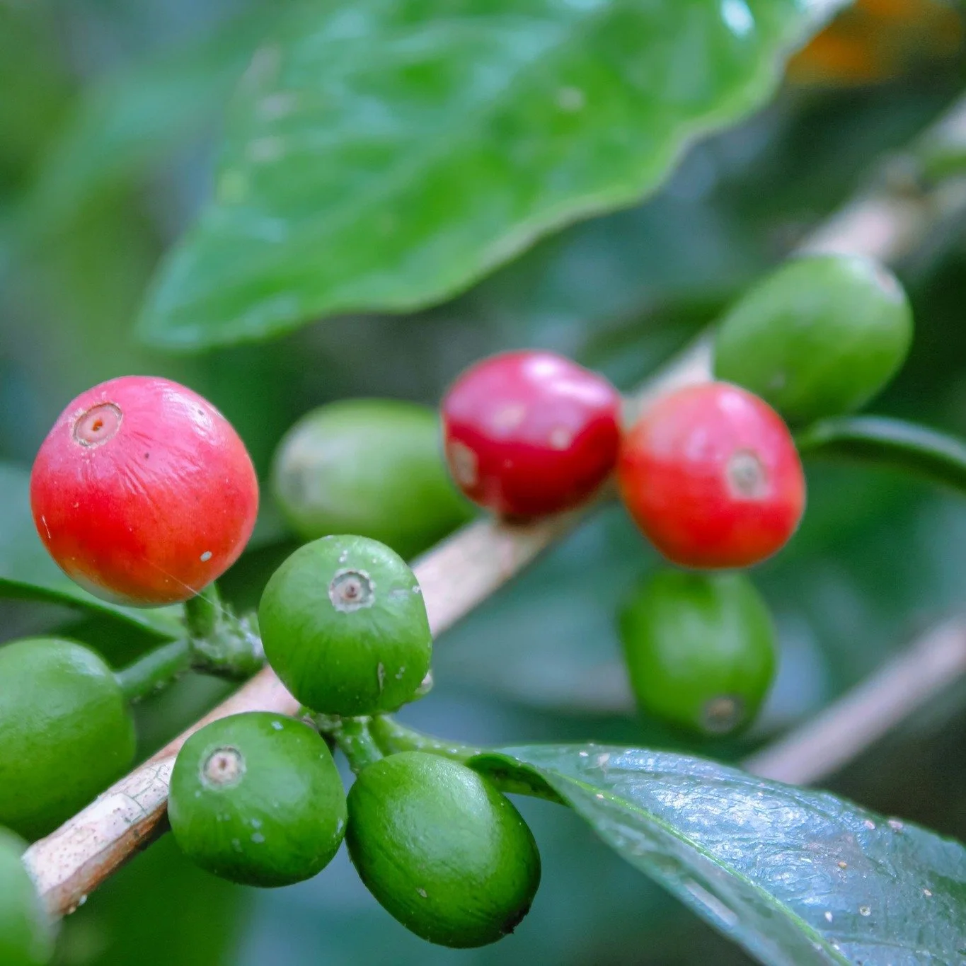 🎉 🎉 🎉 A HUGE announcement is heading out to email subscribers early tomorrow morning - we've been bursting at the seams to share our latest news! 🤗

Not a subscriber? Create an account here:
↪ jockeystreetcoffee.com/account/login/create

#jockeys