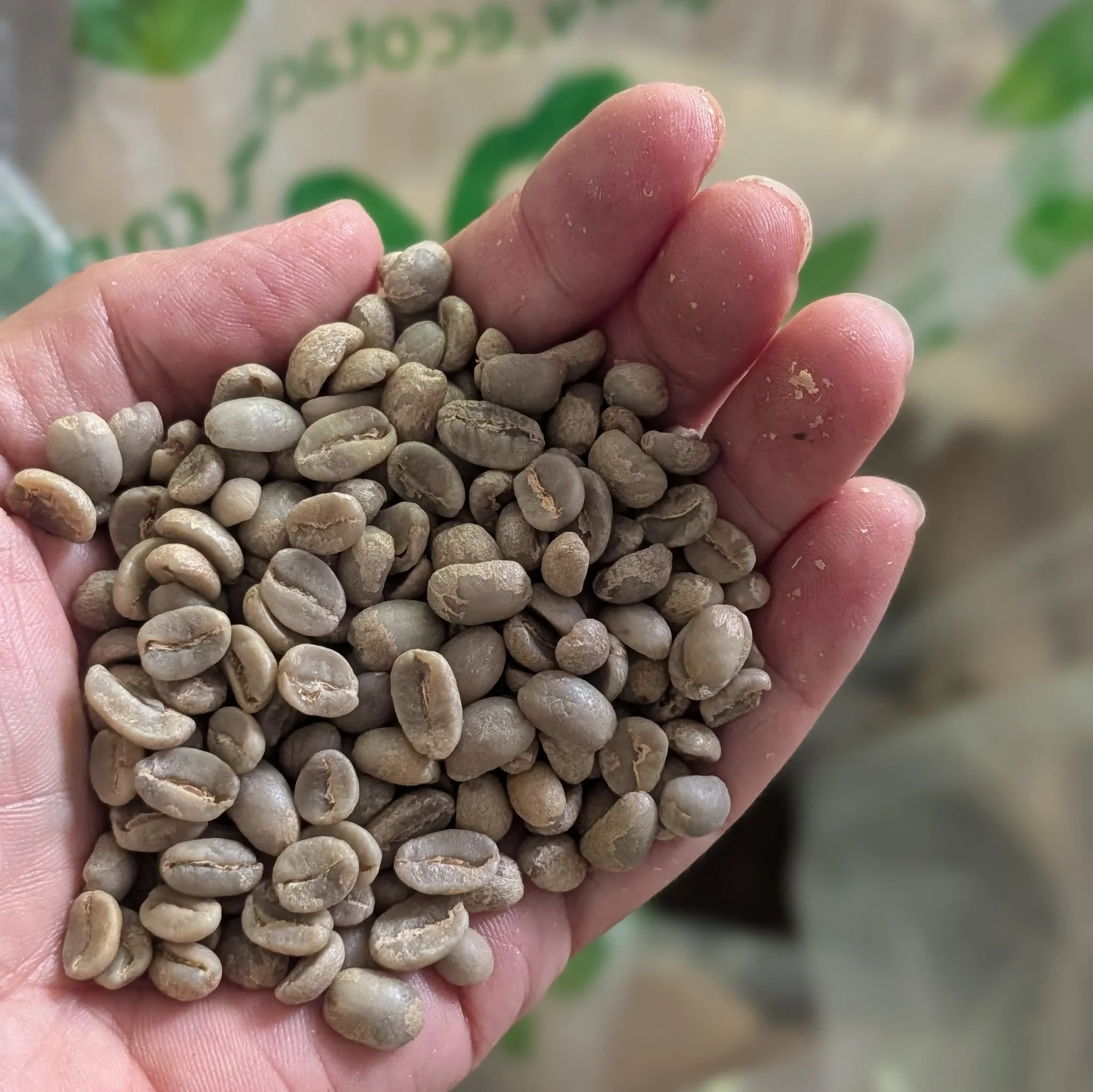 We're roasting up these amazing ORGANIC beans today - delicious cold brew, here we come! 🎉

↪️ Festival Season begins in ONE WEEK! We're prepping all the things and excitement is running high. 😊 Stay tuned for a bit of new fun amongst the fan favor