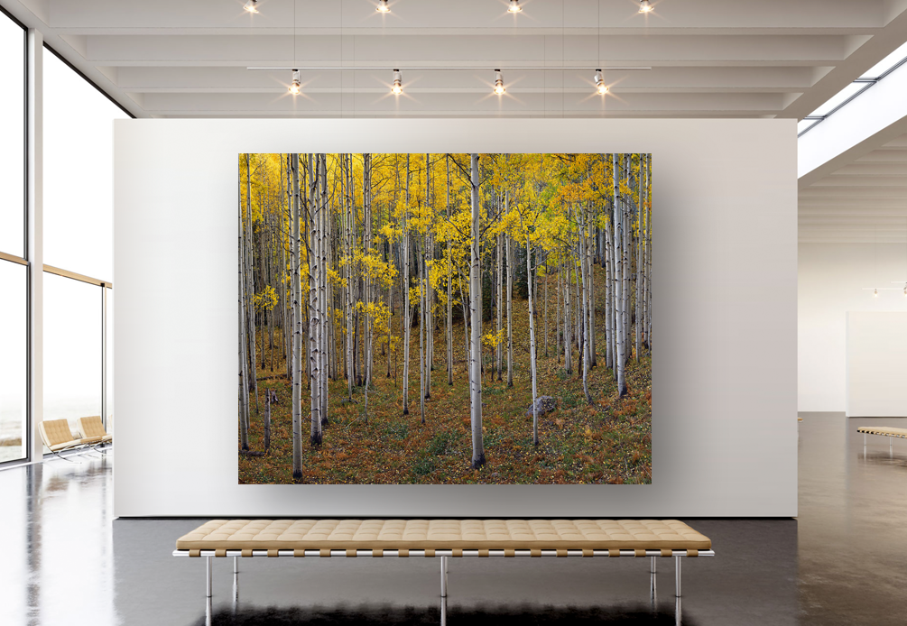 Ohio Pass Aspens at Sunset_SS_Room_Settings_Gallery.png