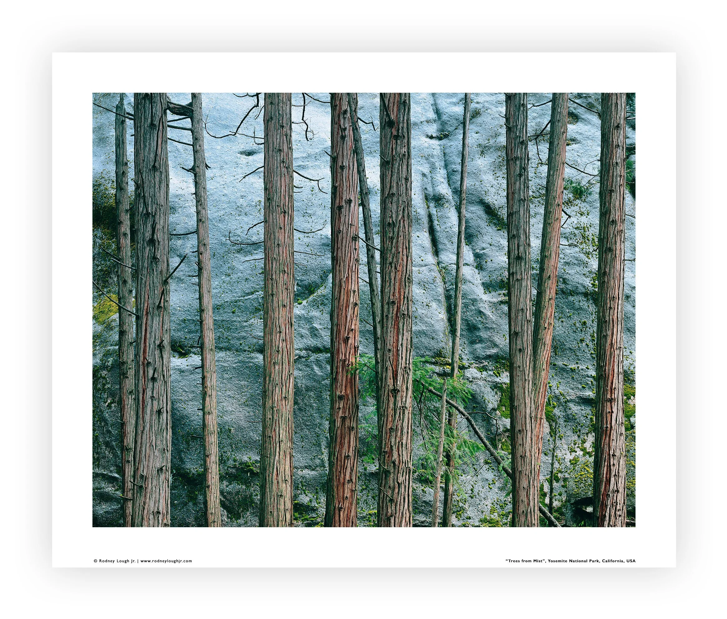 Loose LE (S) - The Quarter Collection - Trees from Mist