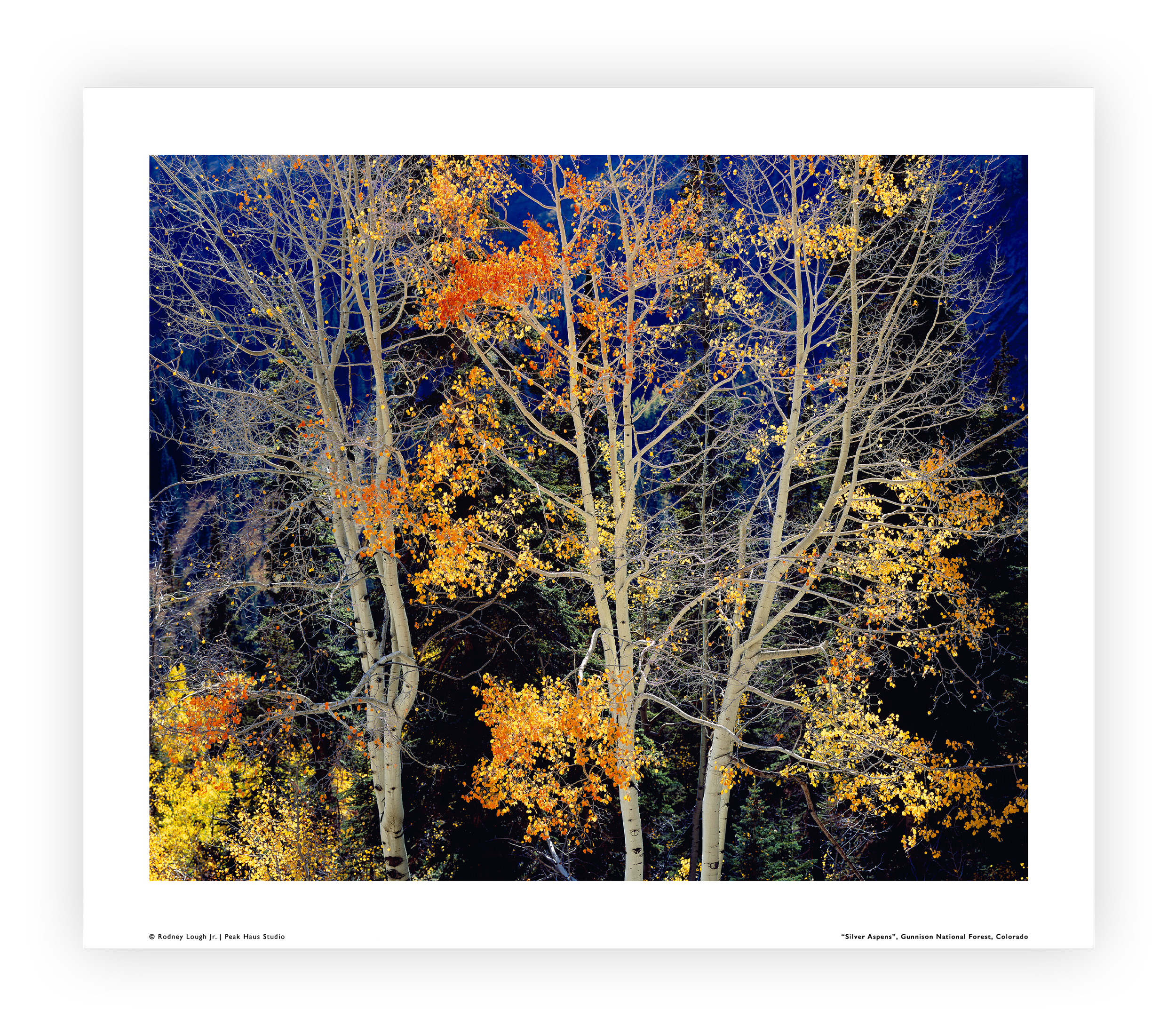 Loose LE (S) - Appreciation Level III - Silver Aspens