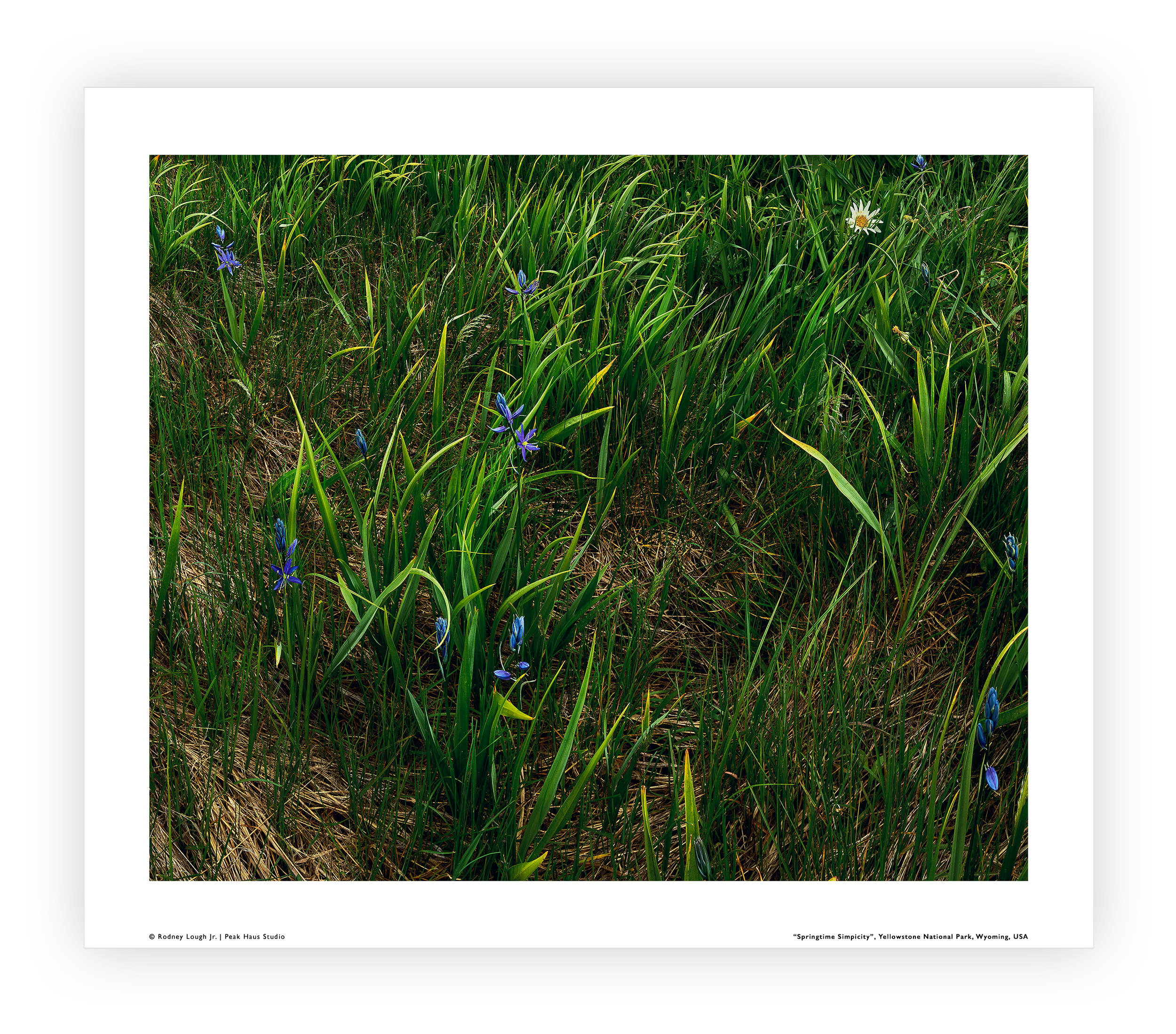 Loose LE (S) - Appreciation Level I - Springtime Simplicity