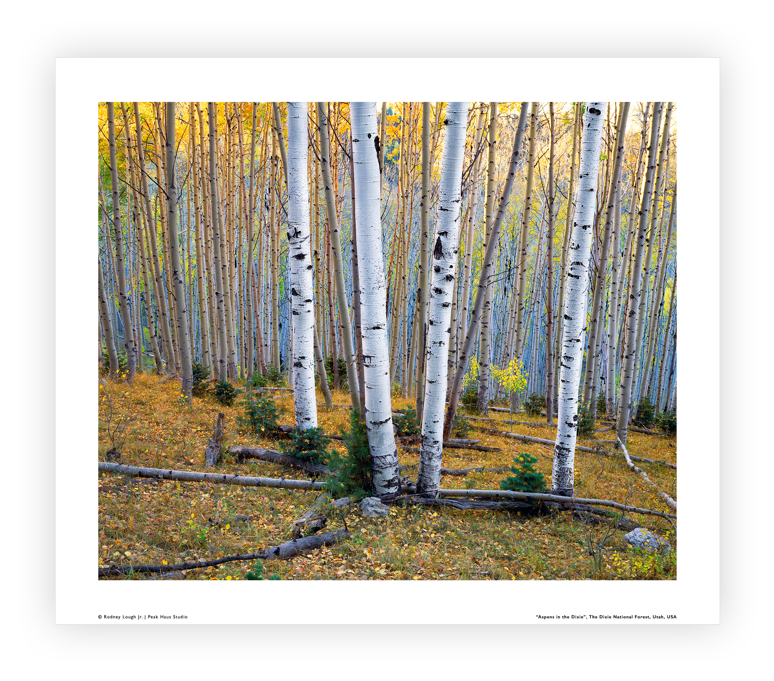 Aspens in the Dixie_SS_Loose.png