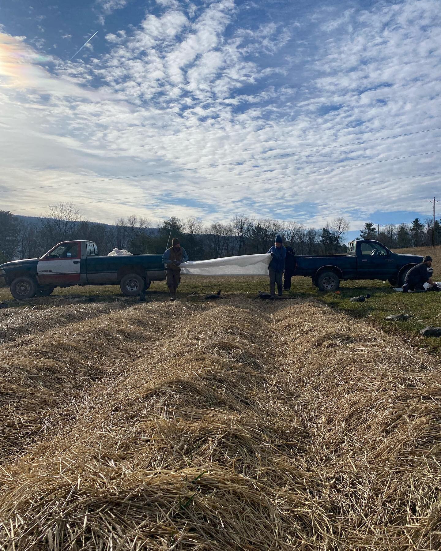 A wonderful, still morning to deploy some row cover. Here we are covering the garlic to protect it against allium leafminer.