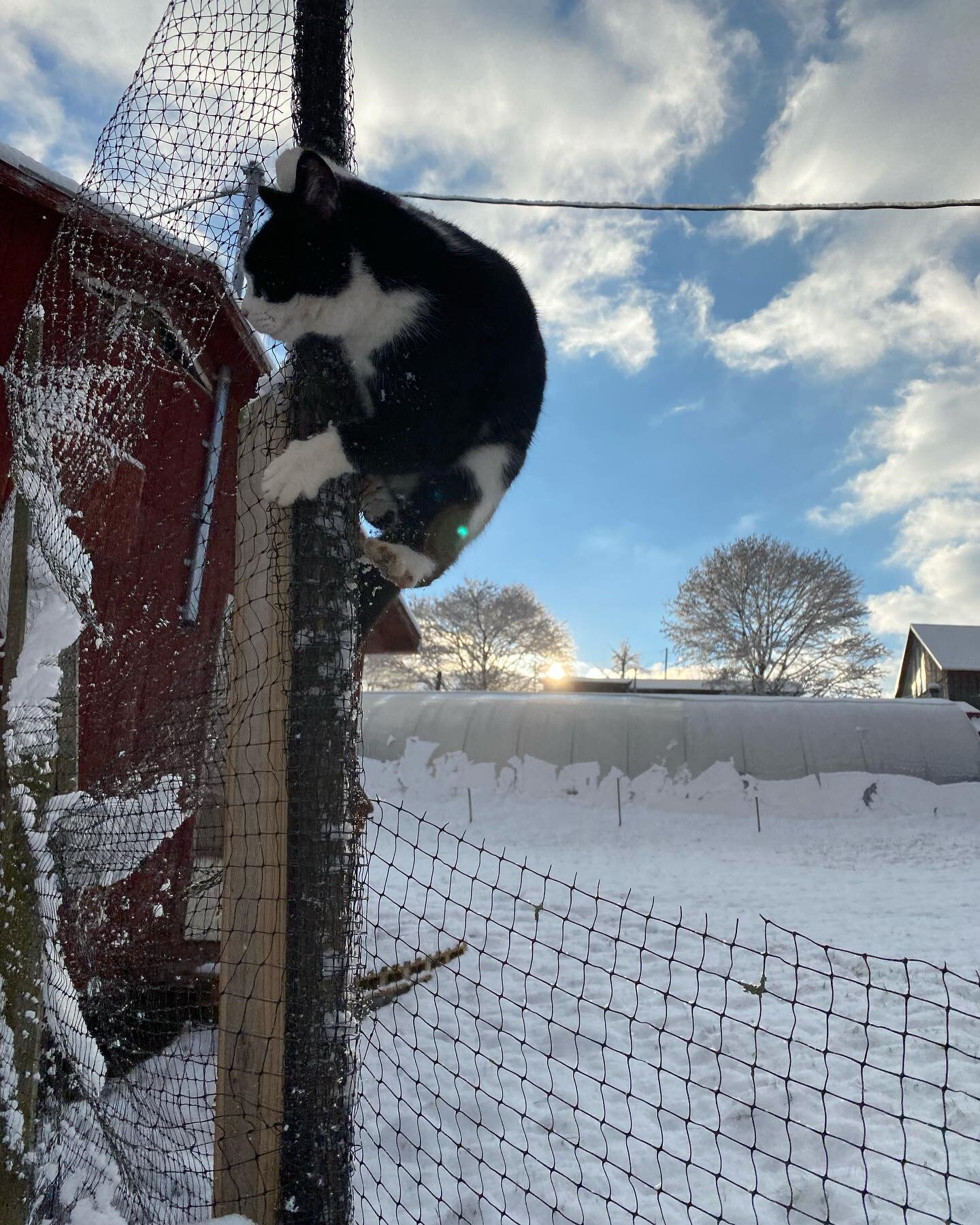 I&rsquo;d be remiss if I didn&rsquo;t also introduce you to our farmers&rsquo; better halves: their pets!

First up, Oliver!

Oliver is Farmer Adam&rsquo;s cat. He&rsquo;s in his terrible twos but we suspect the phase might last a lifetime- much like