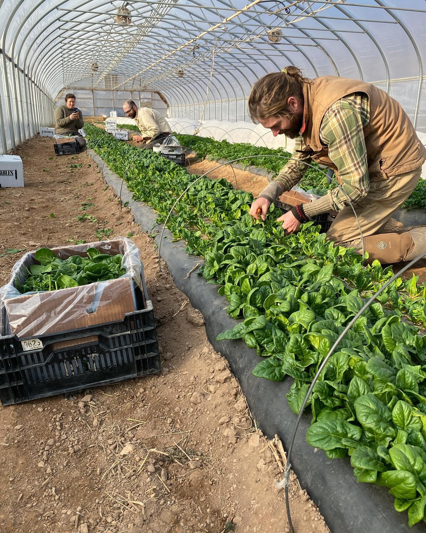 Can you believe it&rsquo;s supposed to be 72&deg; today? Those tunnels were nice and warm right away this morning. We hustled to get spinach harvested so we can move on to all the other outside projects and take advantage of this beautiful day!