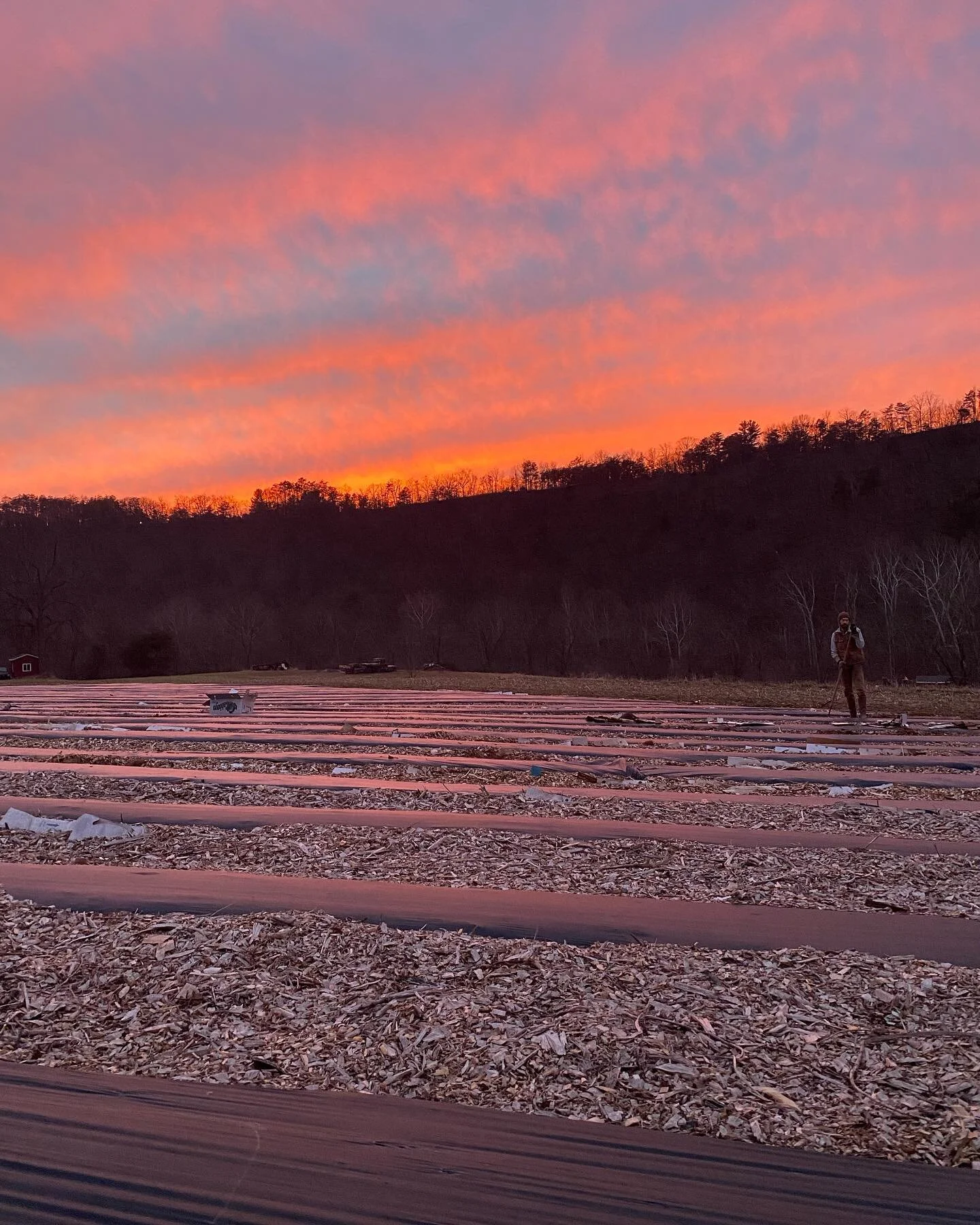 A typical sight here on the farm: a glorious golden hour and Farmer Adam using every bit of light to work on his pet projects.
