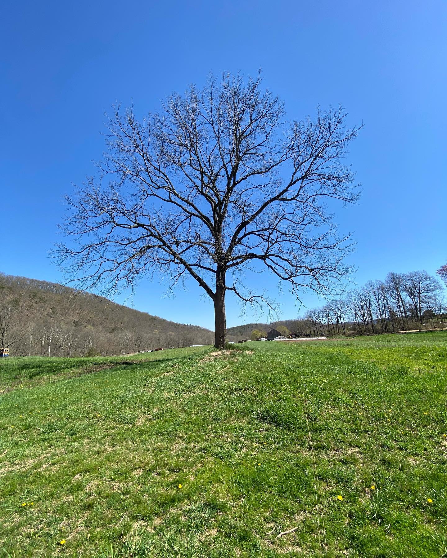 A few days plus some rain can make quite the difference in the Spring. The hillside is really greening up and leafing out!