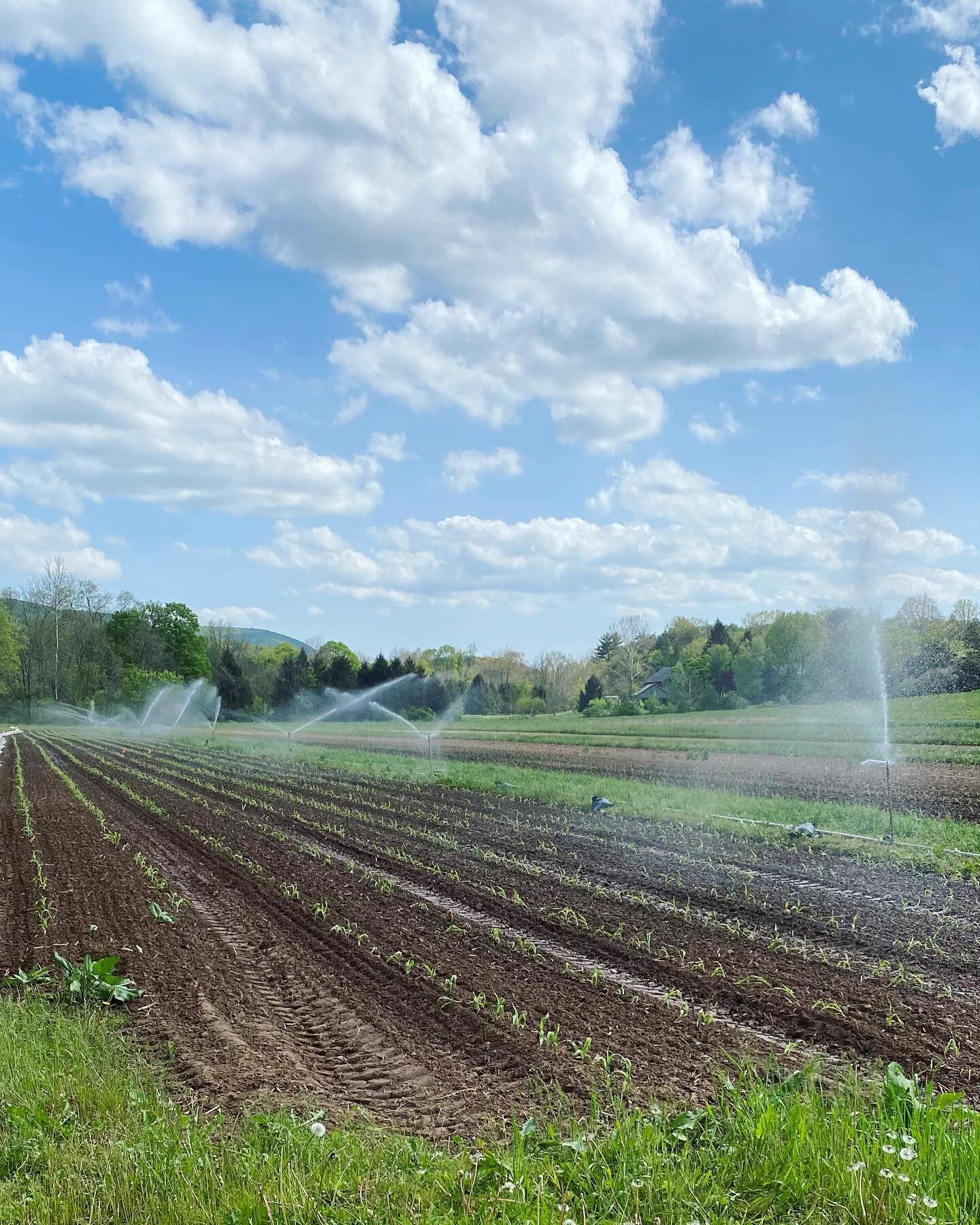 Irrigating the sweet corn with the new electric pump. It&rsquo;s so quiet!